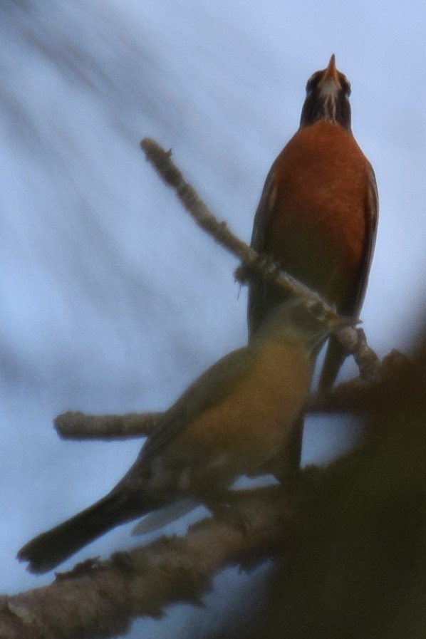 American Robin - ML135666651