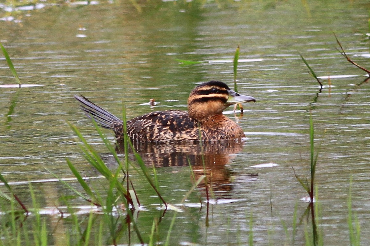 Masked Duck - ML135666881