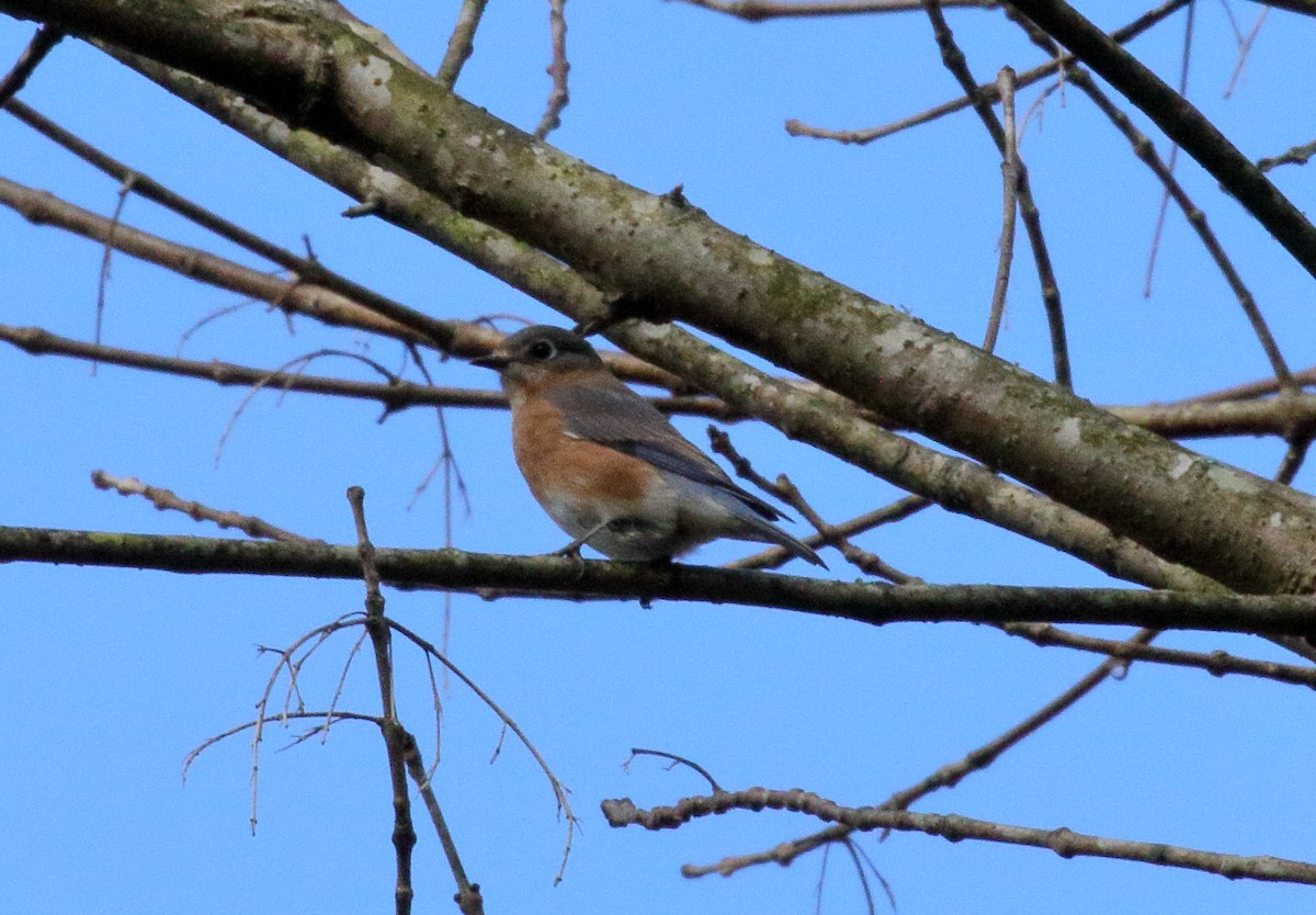 Eastern Bluebird - ML135667061