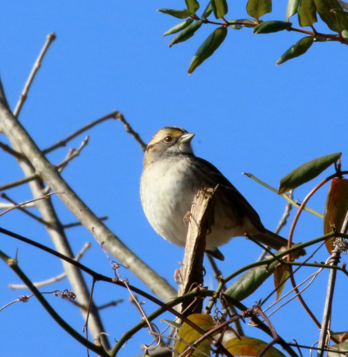 White-throated Sparrow - Jane C Allen