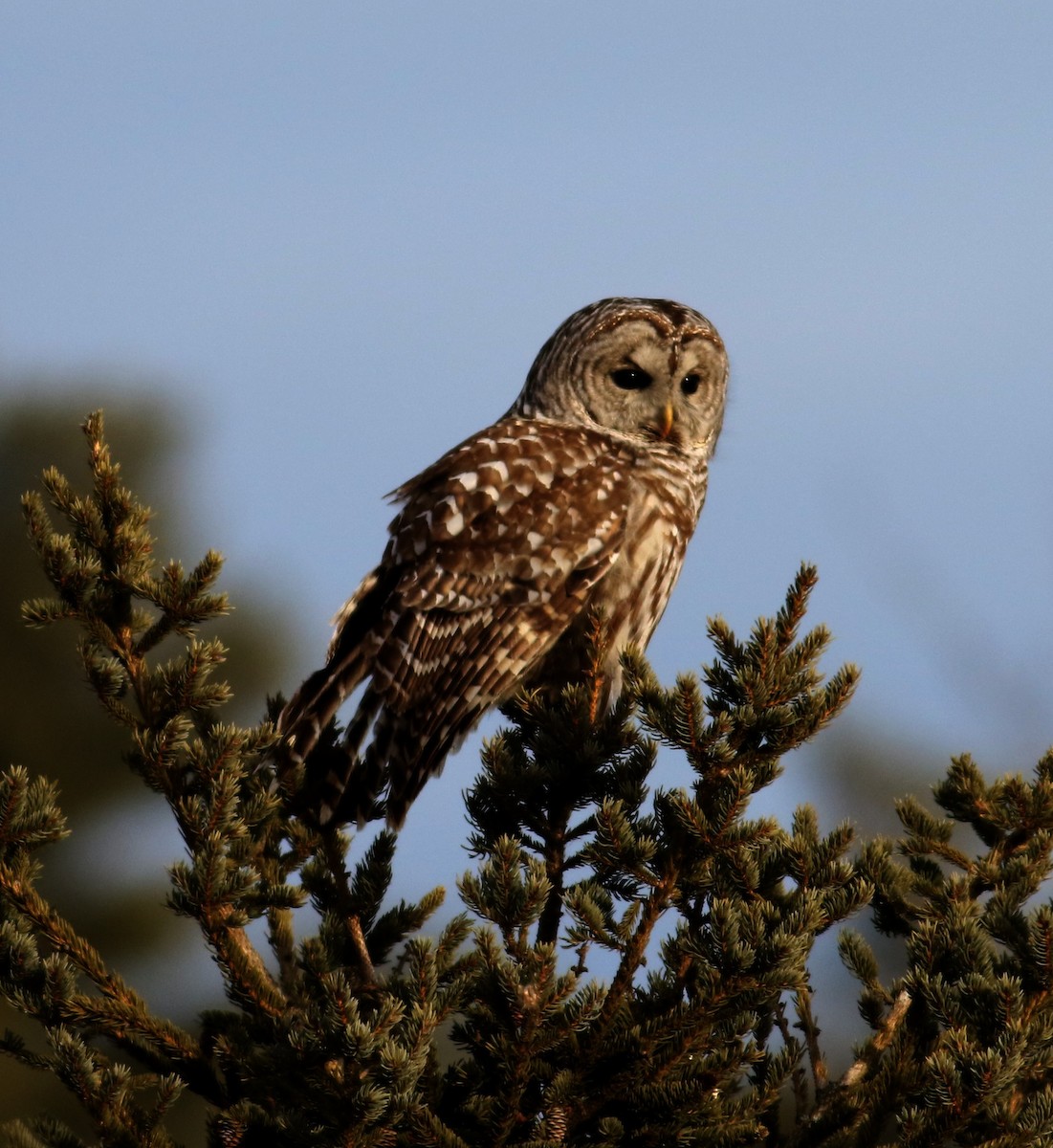 Barred Owl - ML135668221