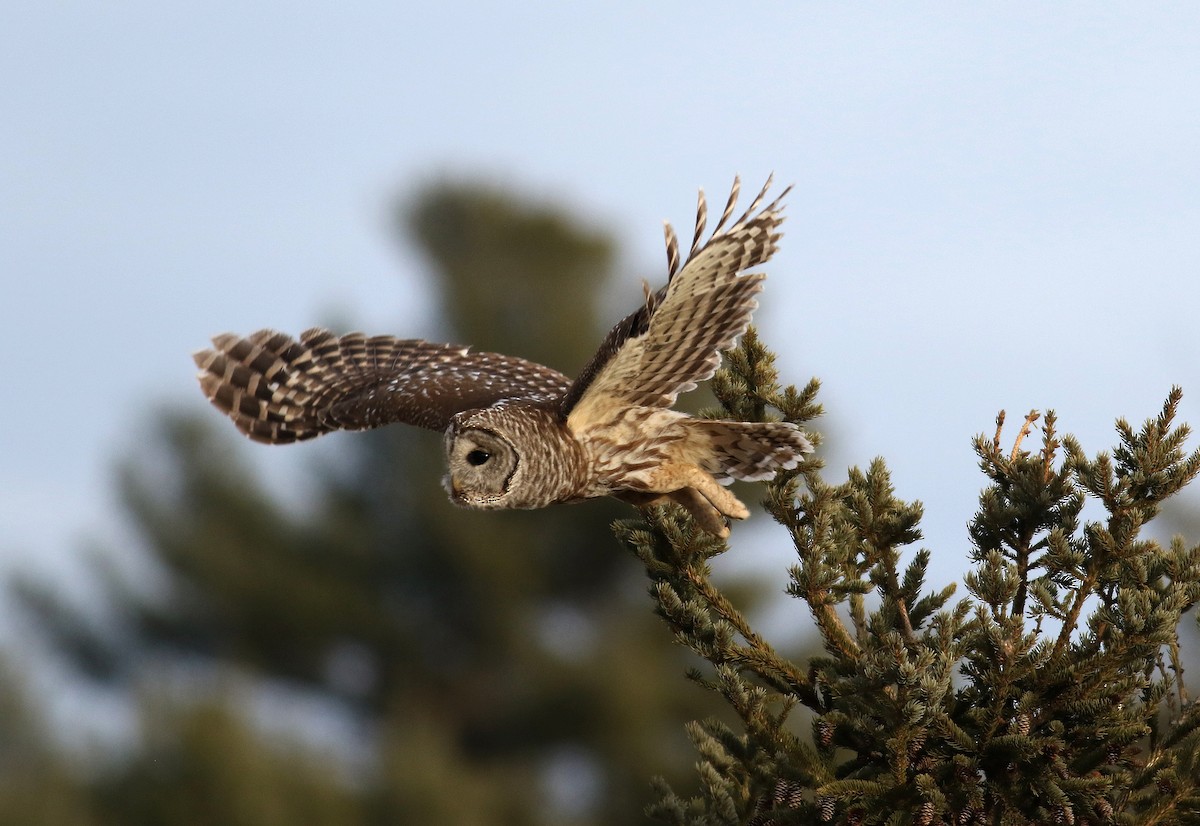 Barred Owl - ML135668251