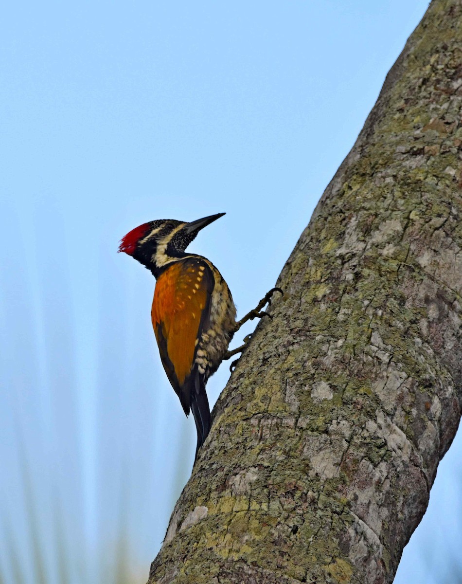 Black-rumped Flameback - Vishnu Nandakumar