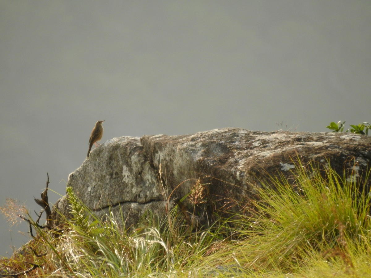 pipit sp. - ML135669521