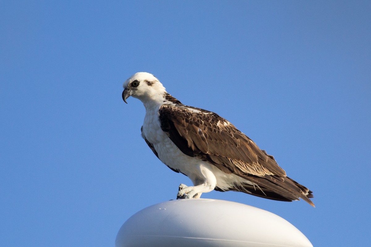 Osprey (ridgwayi) - ML135669911