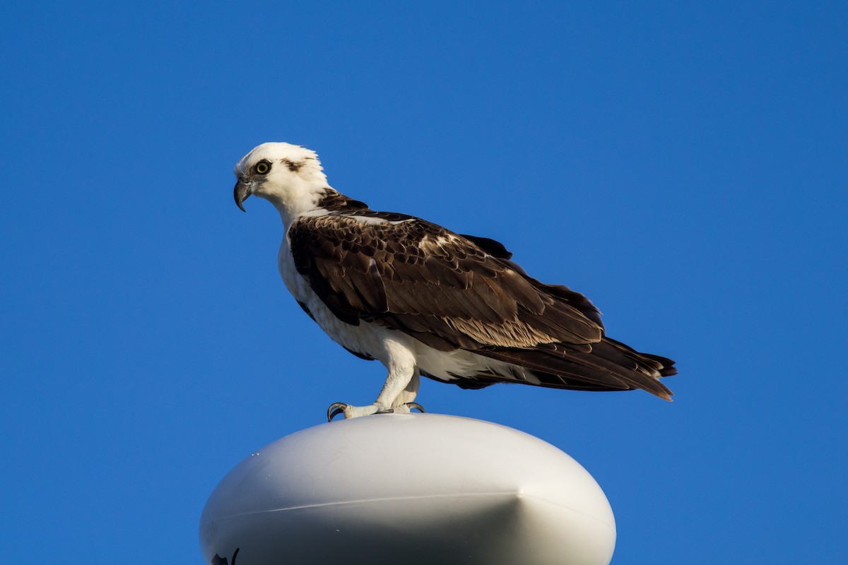 Águila Pescadora (ridgwayi) - ML135669921