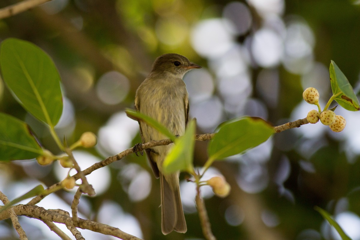 Caribbean Elaenia - ML135670121