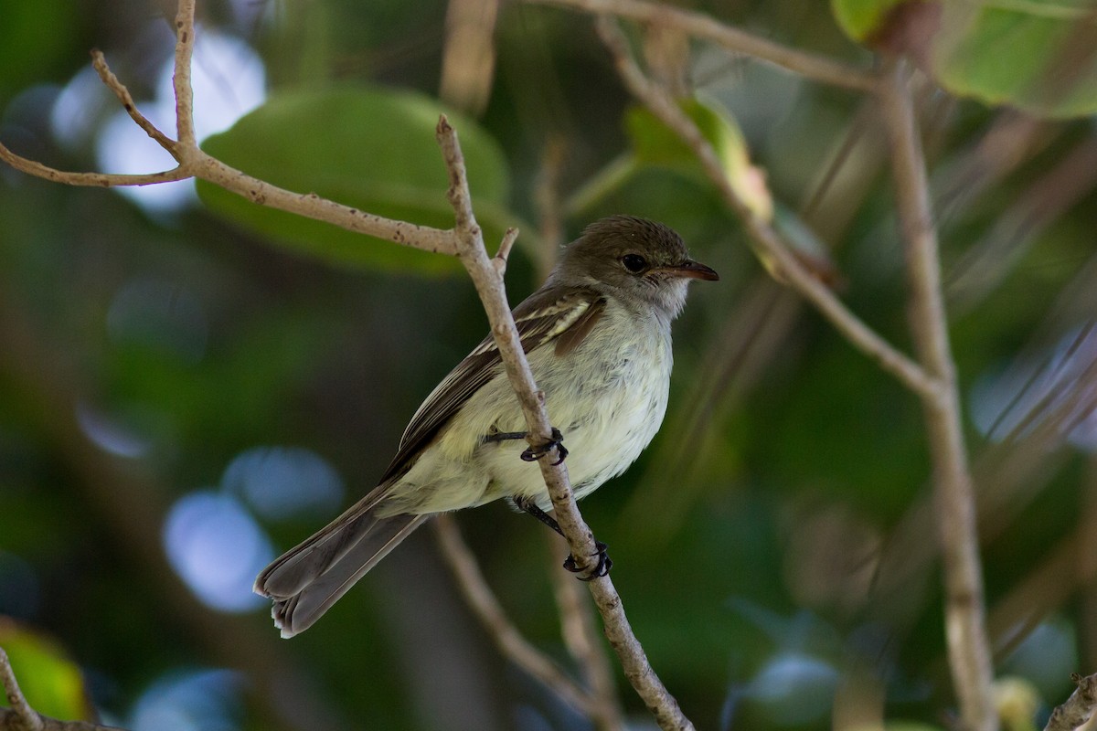 Caribbean Elaenia - ML135670161