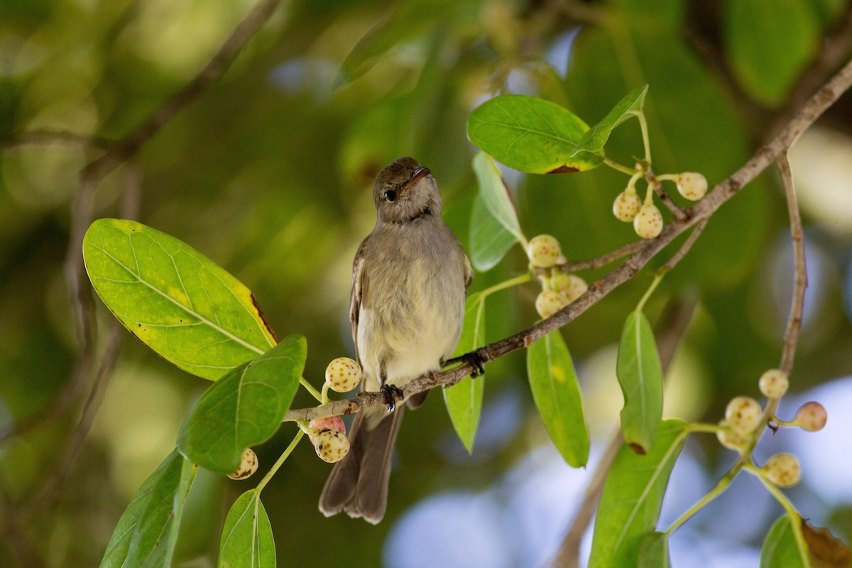 Caribbean Elaenia - ML135670181