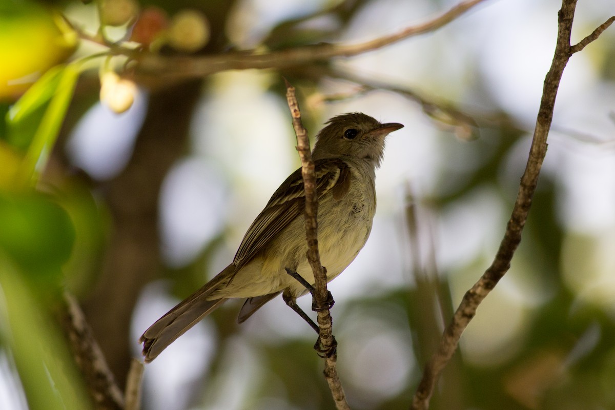 Caribbean Elaenia - ML135670251