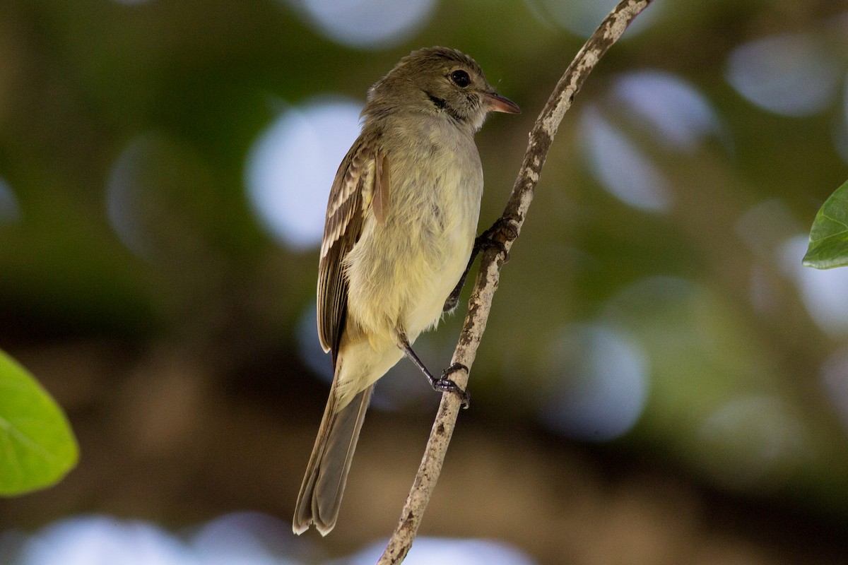 Caribbean Elaenia - ML135670281