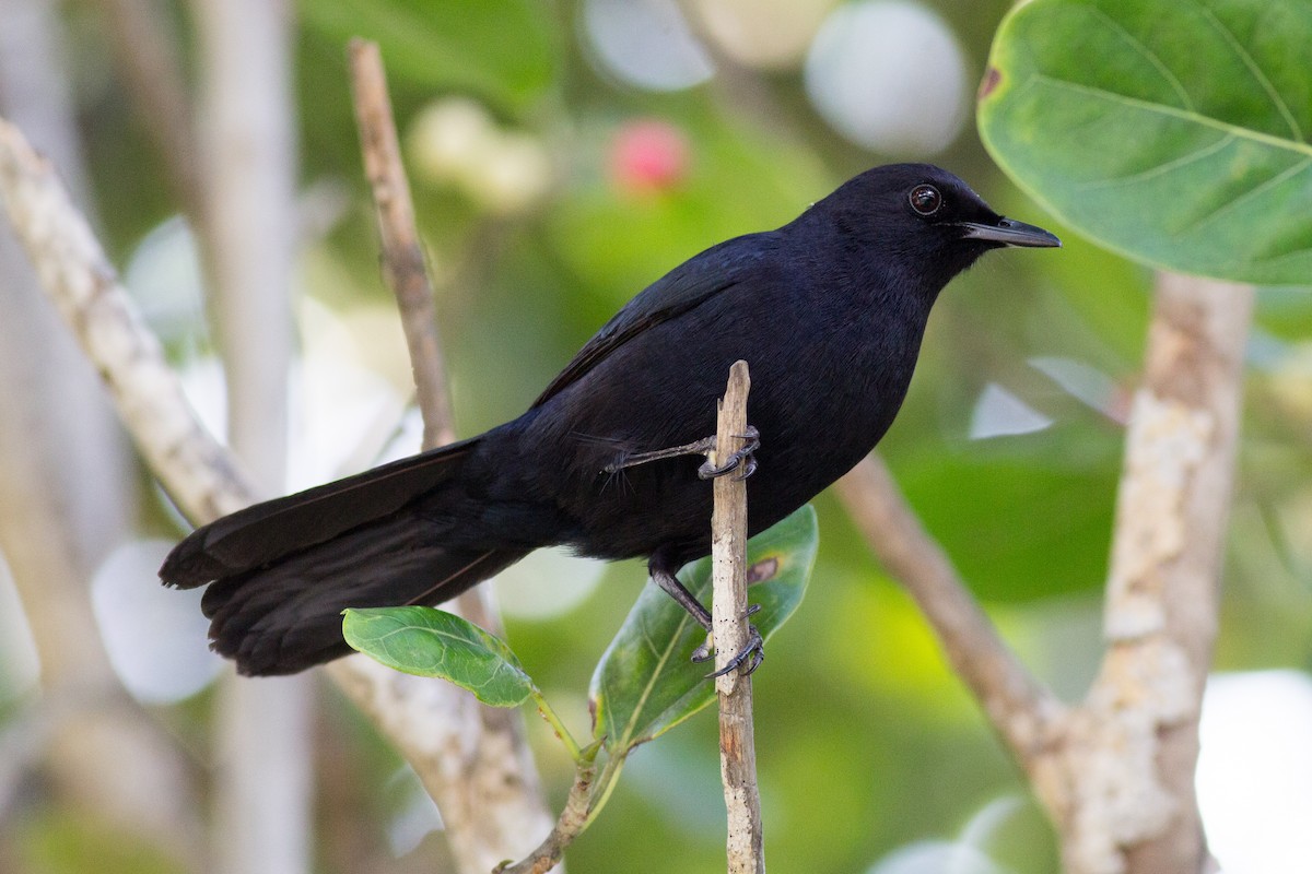 Black Catbird - ML135670701