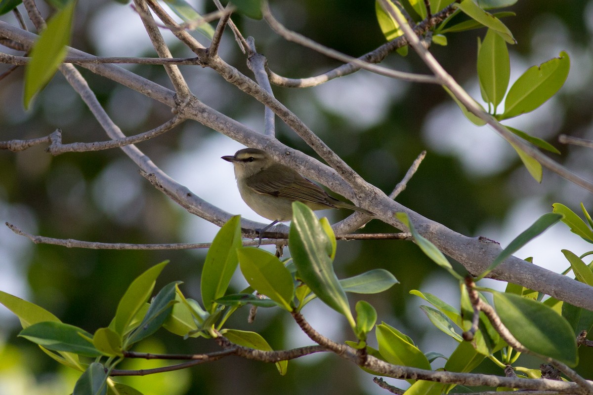 Yucatan Vireo - ML135670801