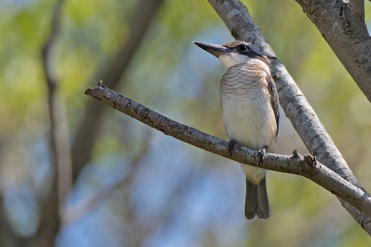 Sacred Kingfisher - Hayley Alexander