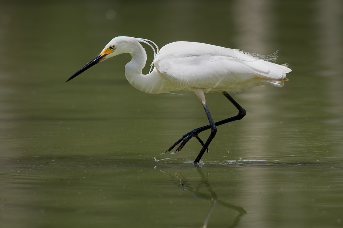 Little Egret - ML135671951