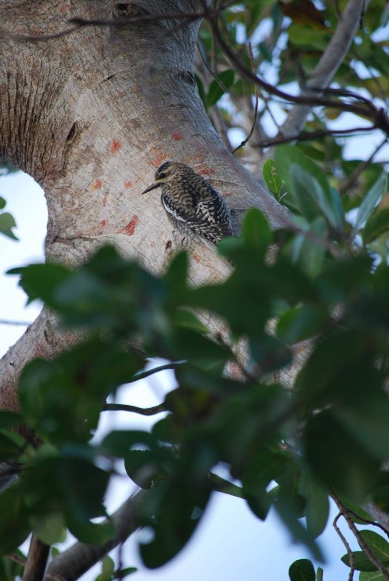 Yellow-bellied Sapsucker - ML135672211