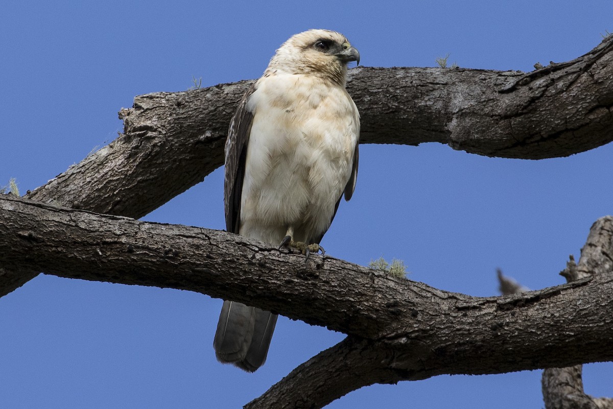 Hawaiian Hawk - ML135675931