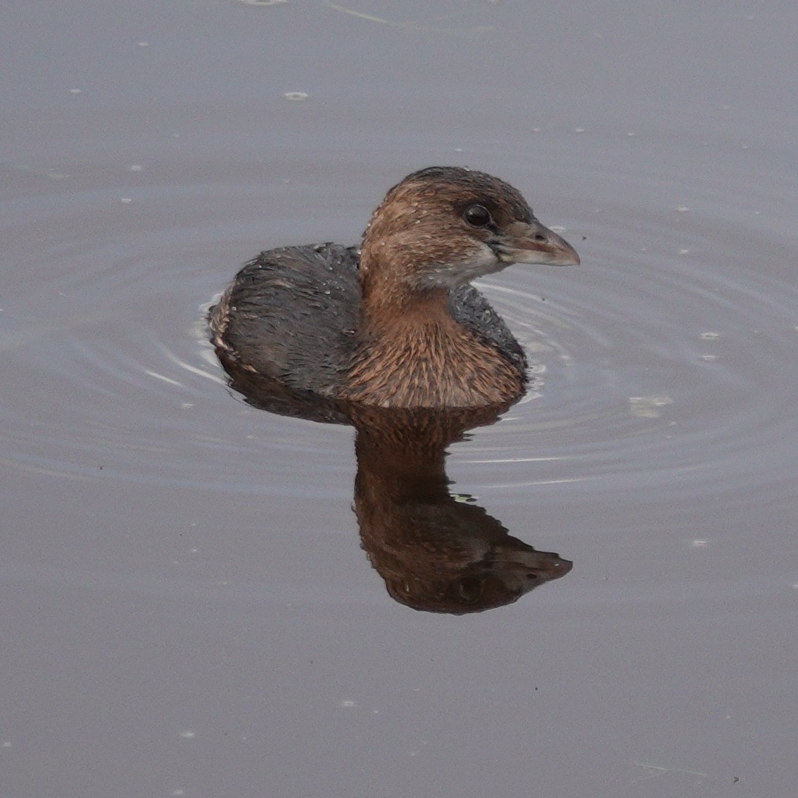 Pied-billed Grebe - George Clulow