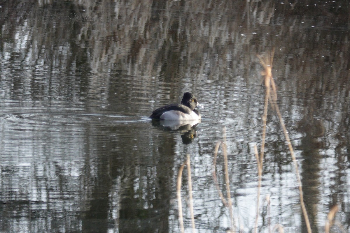 Ring-necked Duck - George Clulow