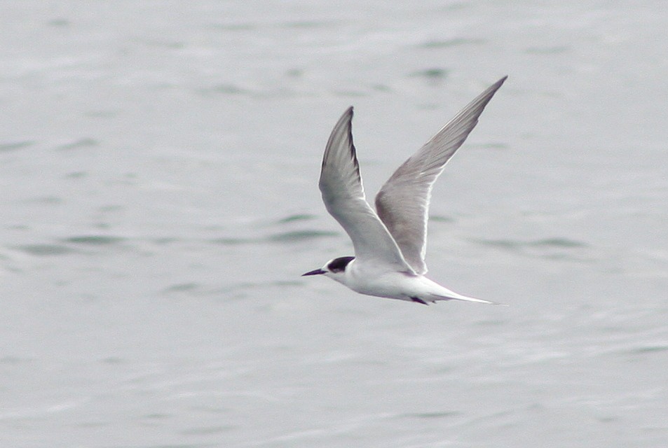 Common Tern - ML135679781