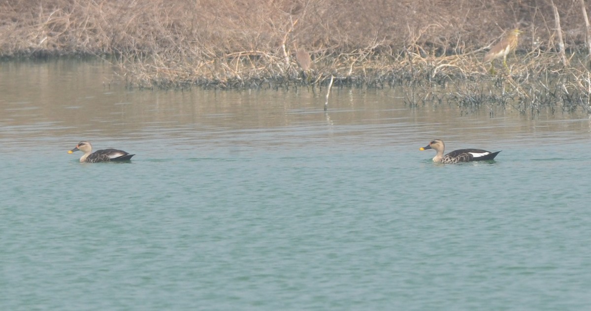 Indian Spot-billed Duck - Hareesha AS