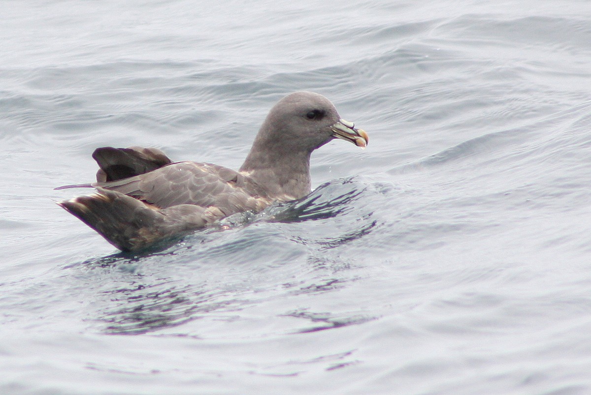 Northern Fulmar - ML135680481