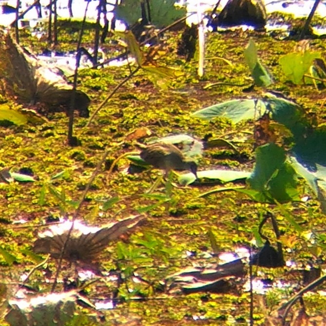 White-browed Crake - ML135682171