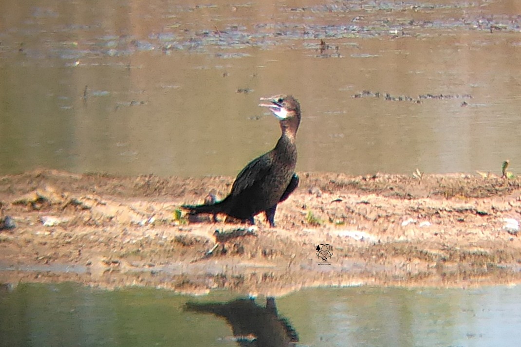 Little Cormorant - ML135682271