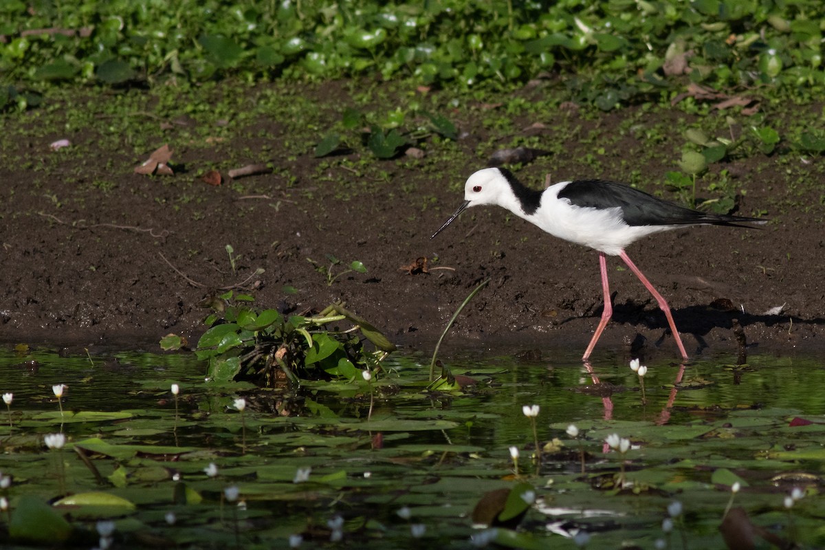 Pied Stilt - ML135685691