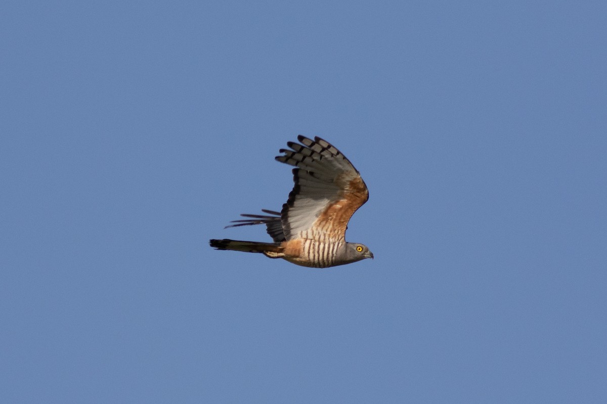 Pacific Baza - ML135685751