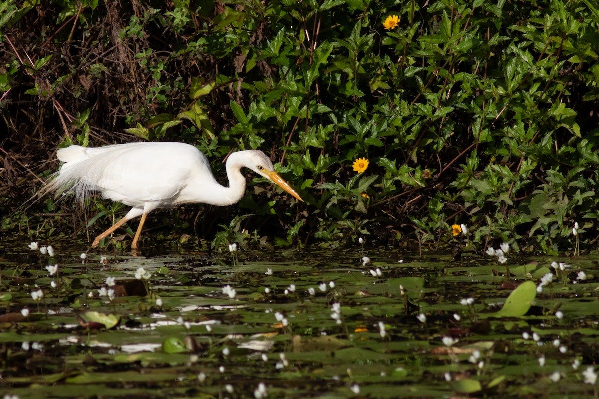 Plumed Egret - ML135685781