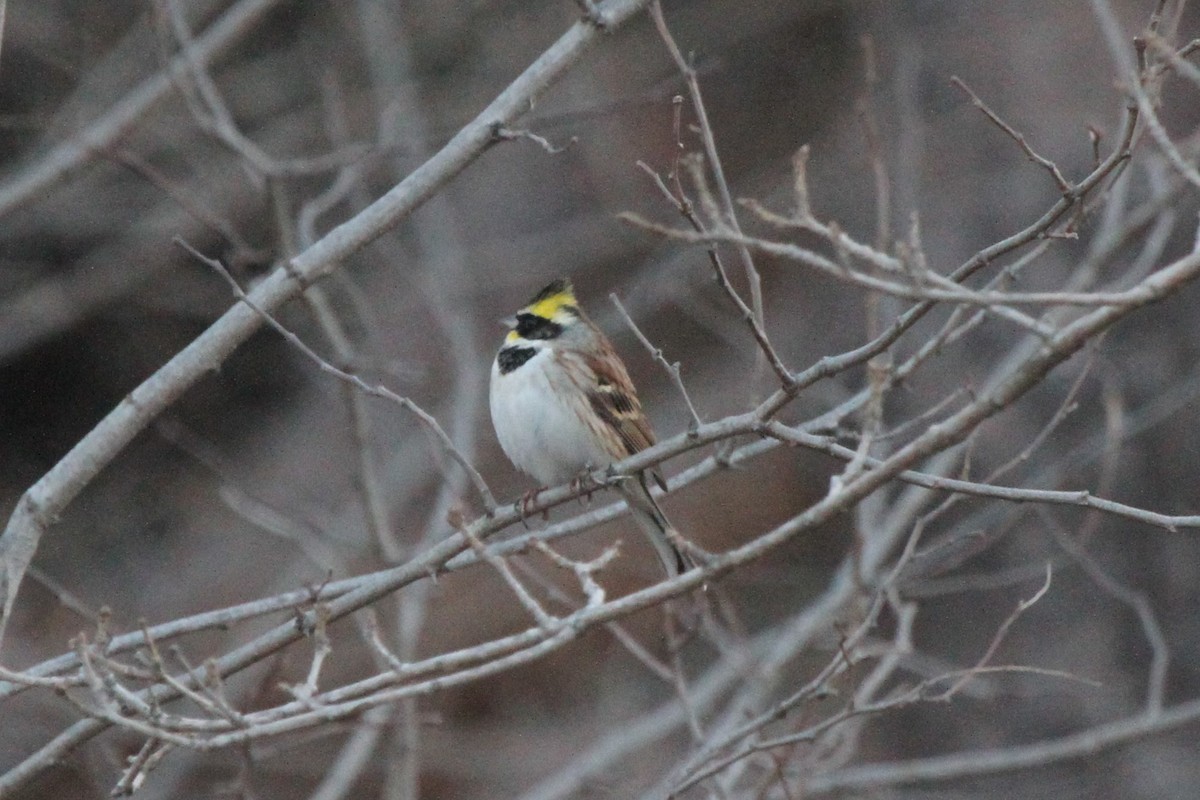 Yellow-throated Bunting - ML135688611