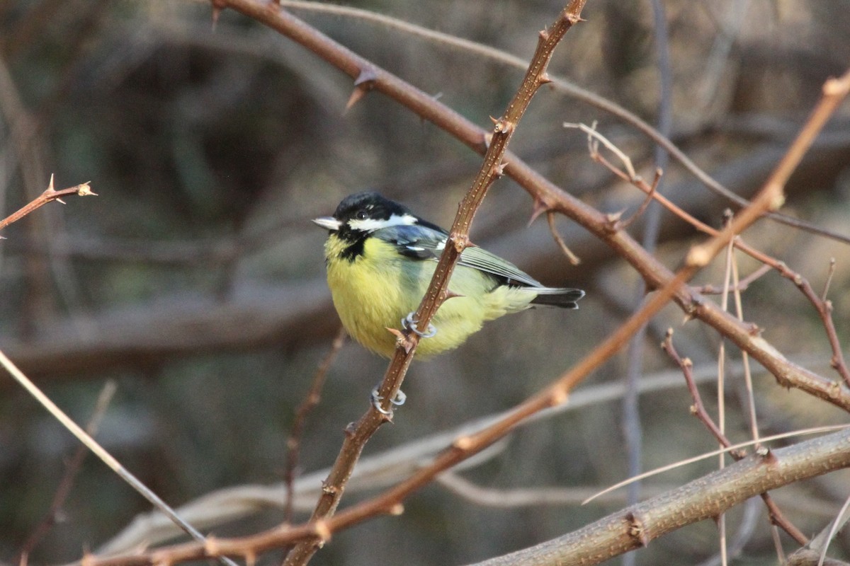 Yellow-bellied Tit - ML135688661