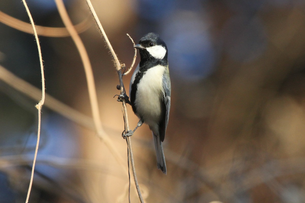 Japanese Tit - ML135688671