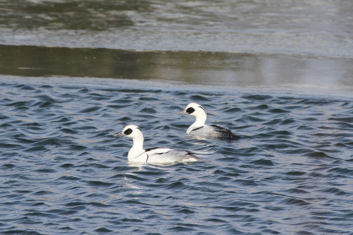 Smew - James (Jim) Holmes