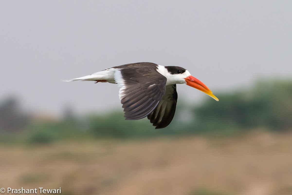 Indian Skimmer - Prashant Tewari