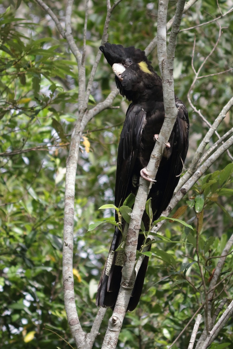 Yellow-tailed Black-Cockatoo - ML135690301