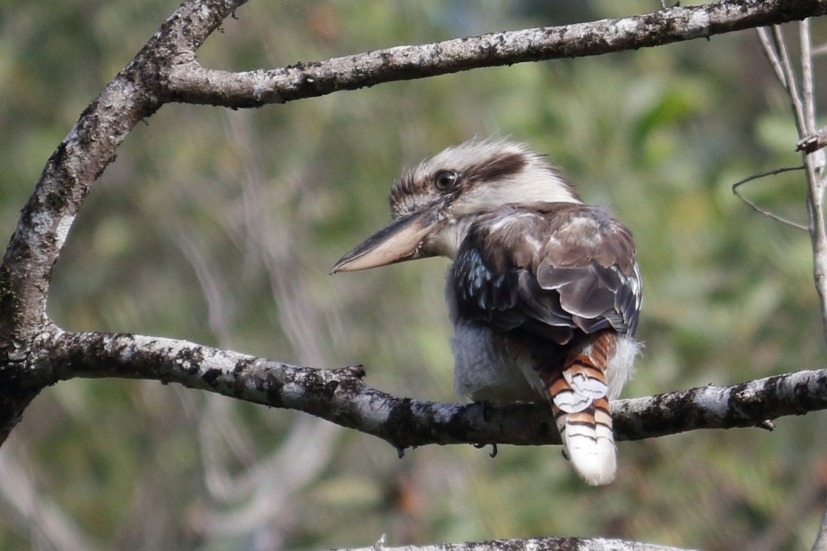 Laughing Kookaburra - ML135690811