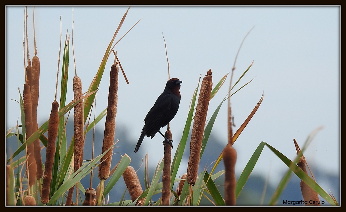 Chestnut-capped Blackbird - ML135692861