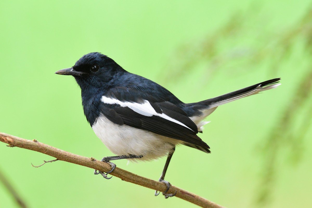 Oriental Magpie-Robin - Tatsutomo Chin