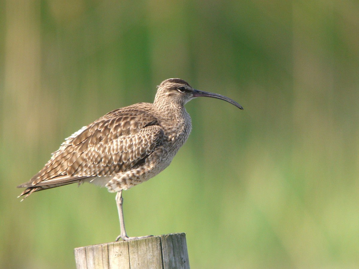 småspove (variegatus/rogachevae) - ML135694201