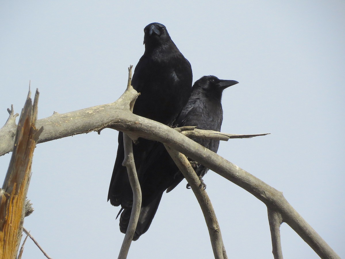 American Crow - ML135694271