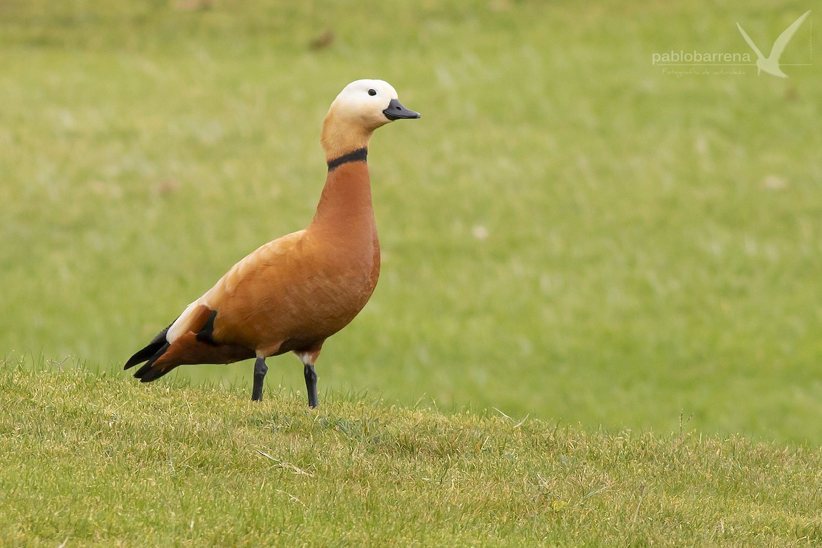 Ruddy Shelduck - Pablo Barrena