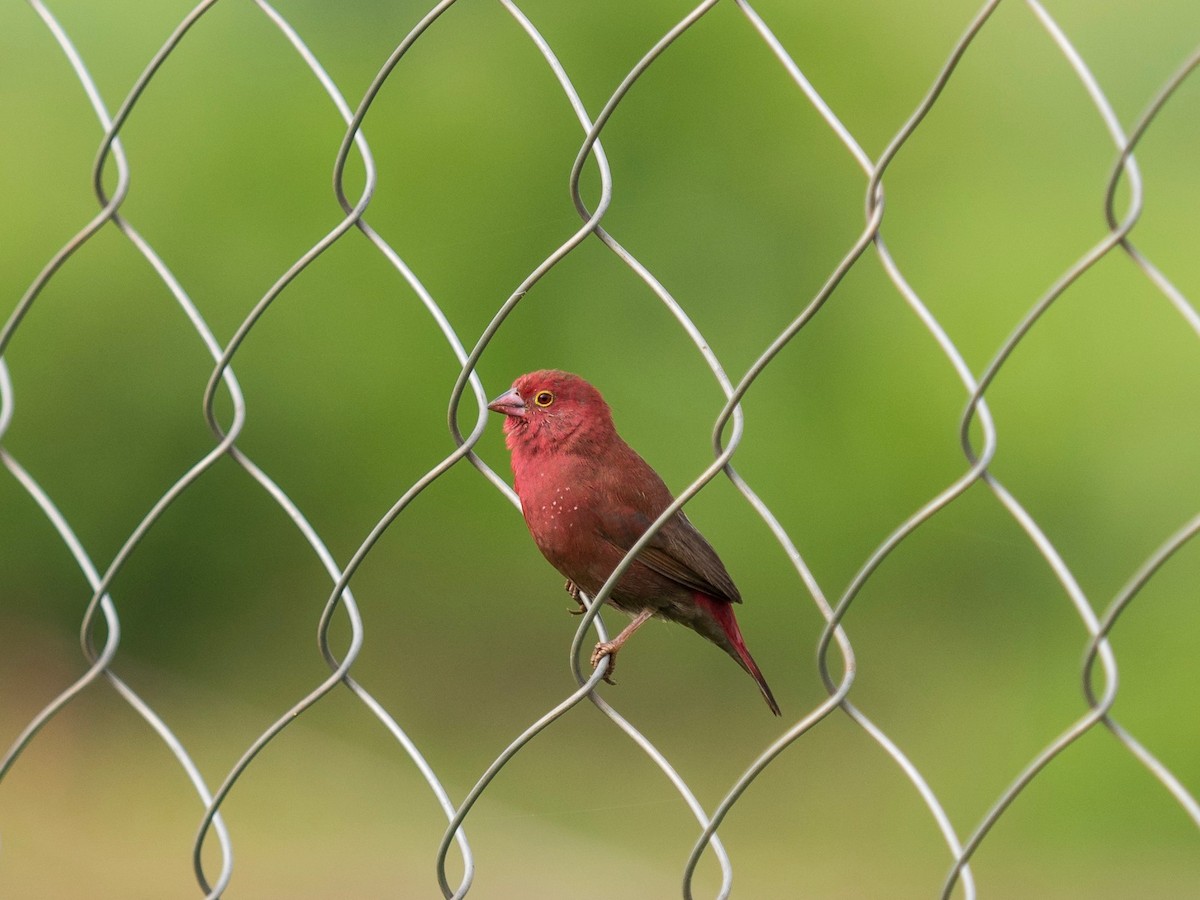 Red-billed Firefinch - 宇杰 彭