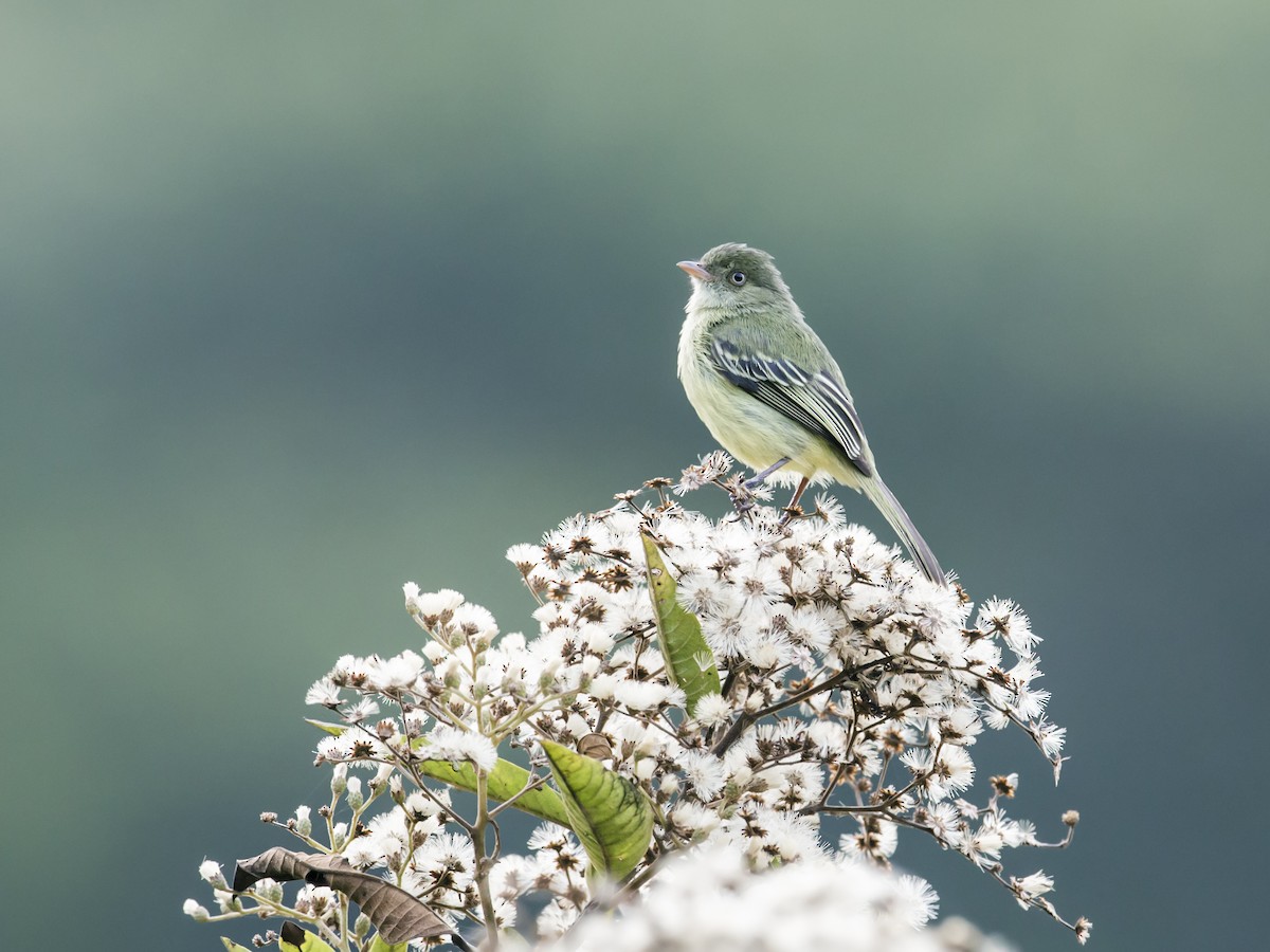 Mishana Tyrannulet - Nick Athanas