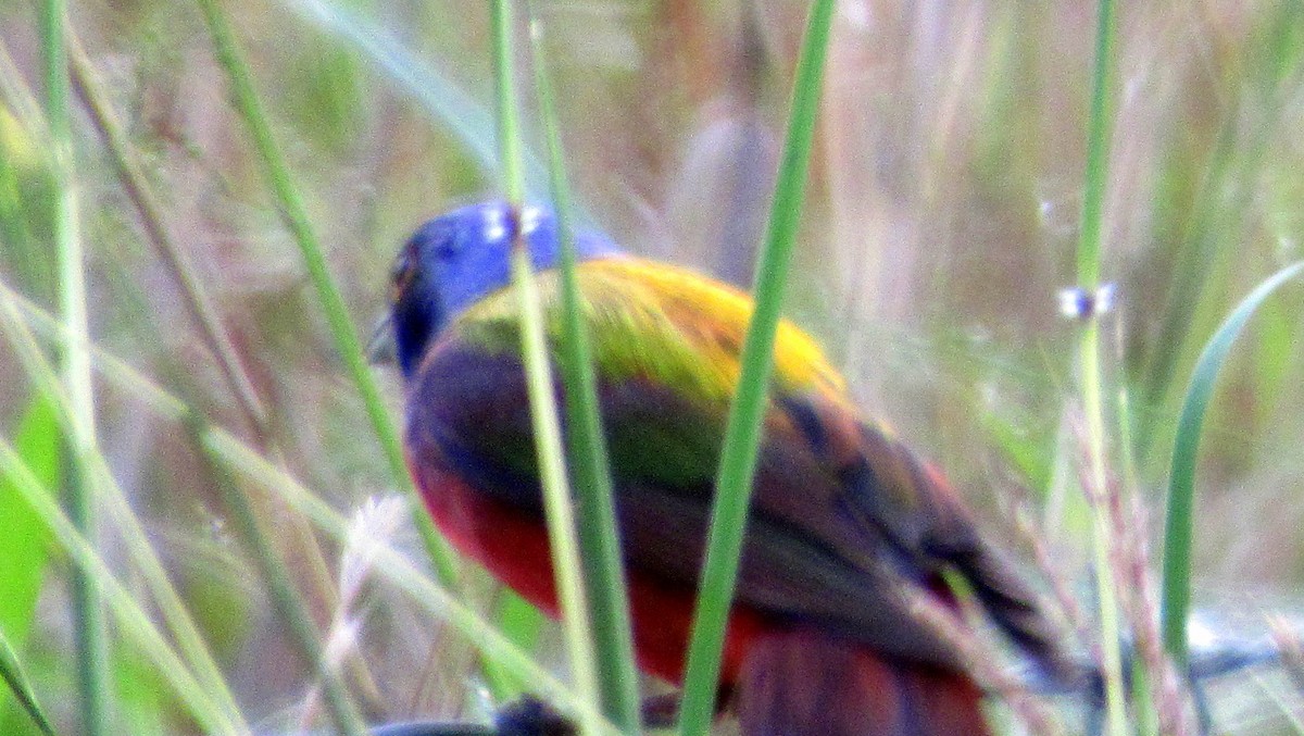 Painted Bunting - ML135696701