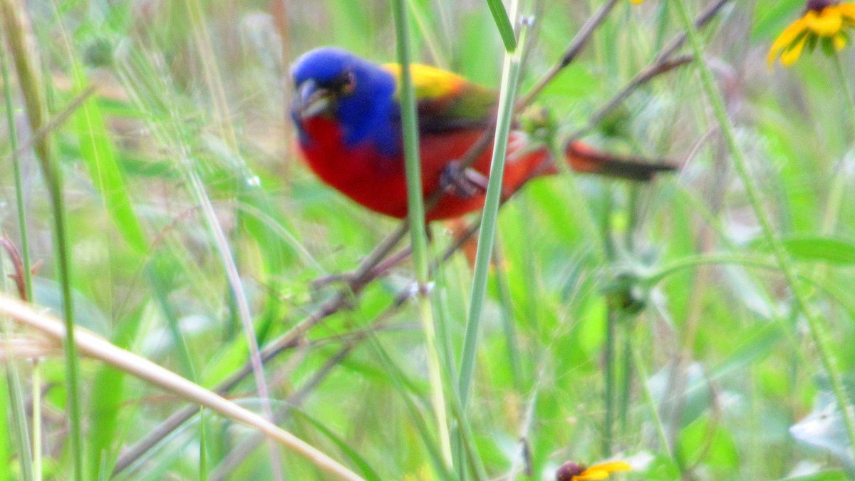 Painted Bunting - ML135696711
