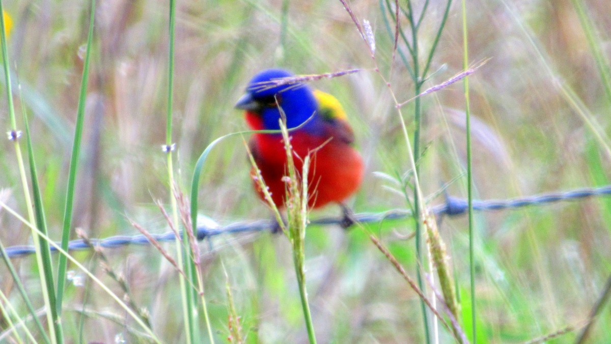 Painted Bunting - ML135696721