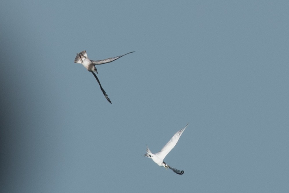 Parasitic Jaeger - ML135697951