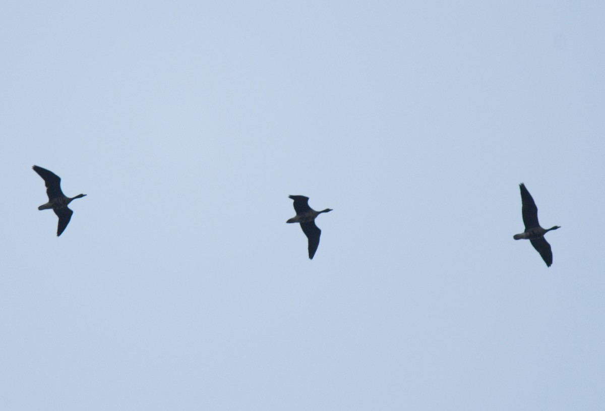 Greater White-fronted Goose - ML135699741